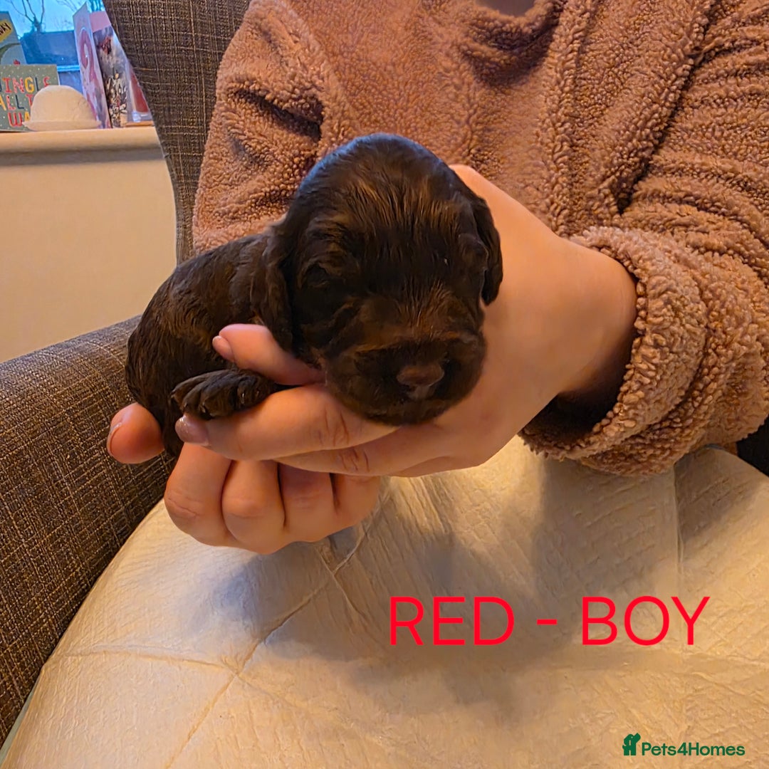 Cockapoo dogs for sale: Cockapoo Puppies - Advert 5