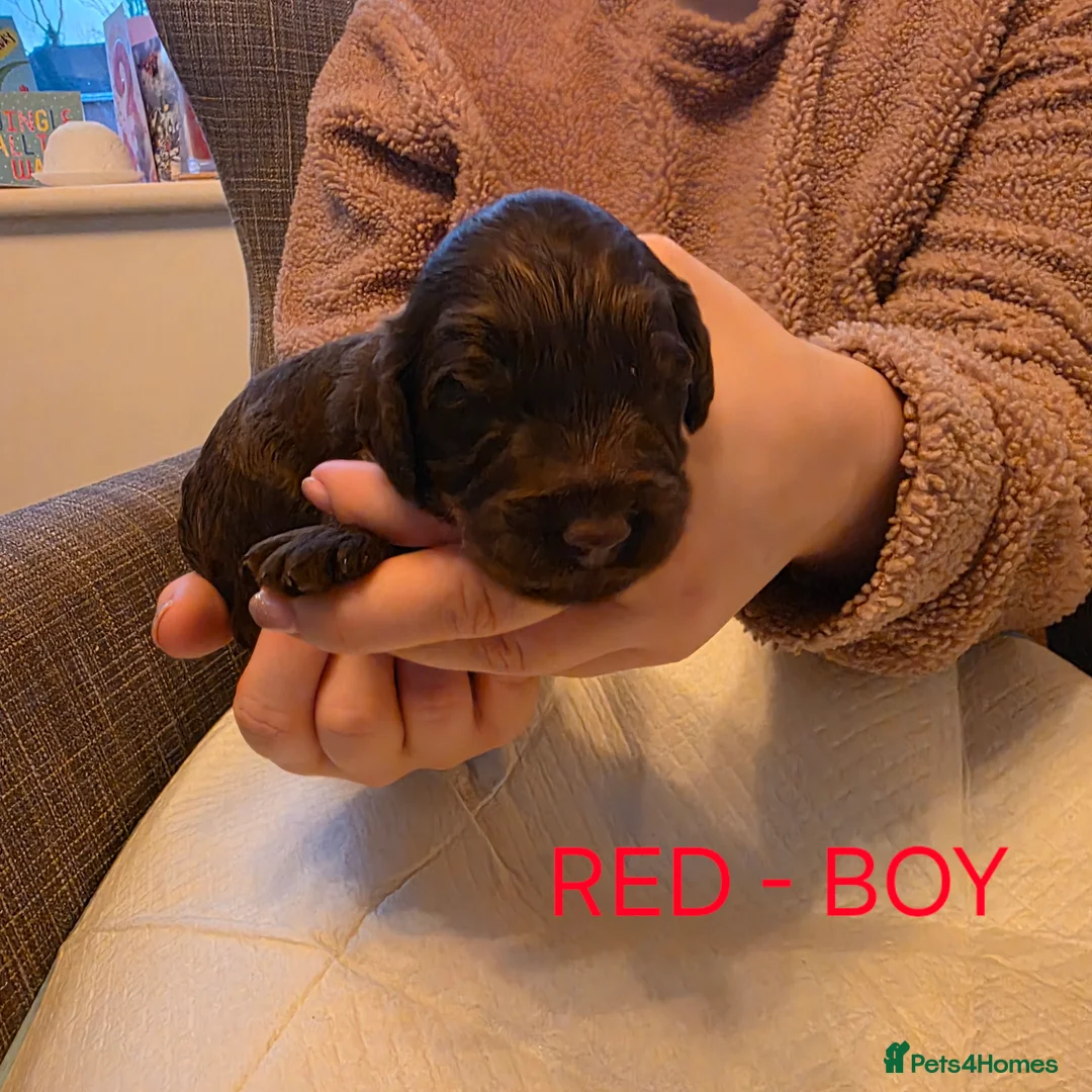 Cockapoo dogs for sale: Cockapoo Puppies  - Advert 6