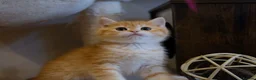 British Shorthair cats for sale: Gorgeous BSH GOLDEN BOYS TICA reg - Advert 3
