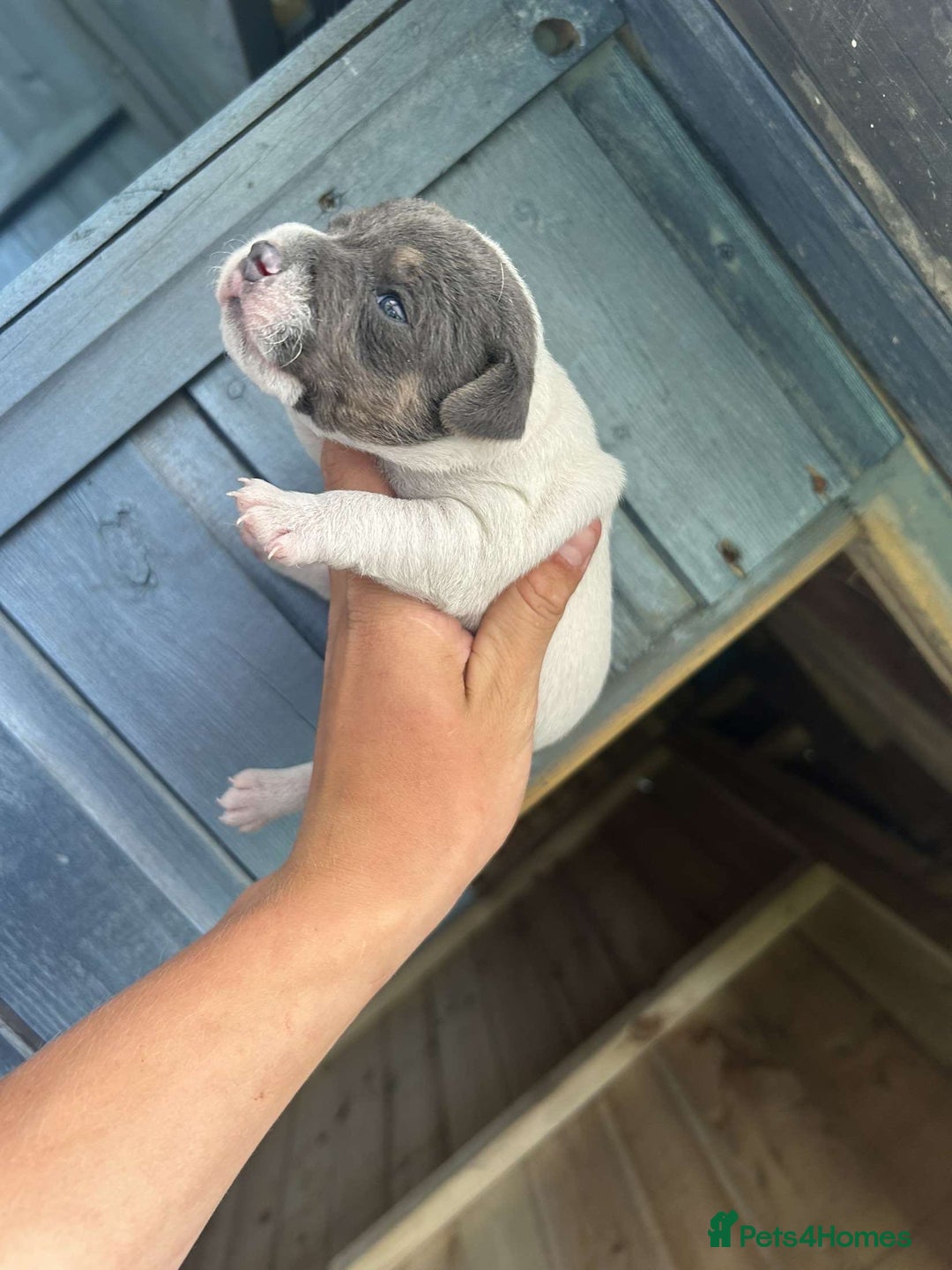 Jack Russell dogs for sale: 4 Jack Russel pups for sale  - Image 8
