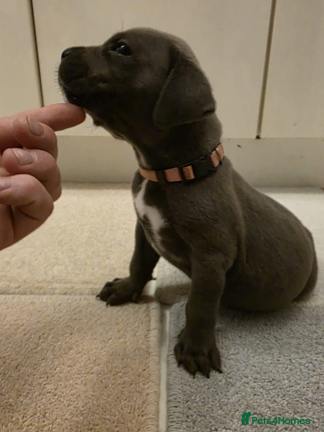 Cane Corso dogs for sale: Ready to leave blue cane corso puppies - Advert 22