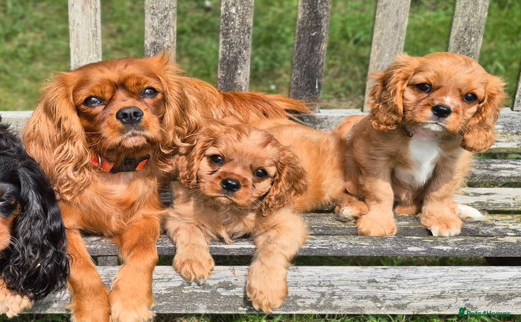 Cavalier King Charles Spaniel dogs - Advert 1