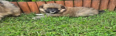 Pomeranian 1 - Reserved