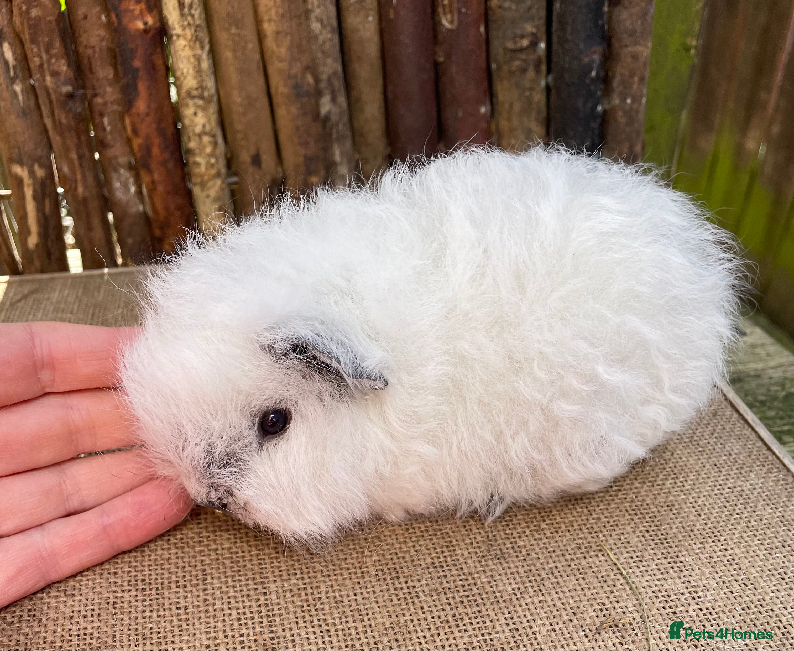 Guinea Pig rodents Swiss teddy babies - Advert 7