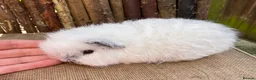Guinea Pig rodents for sale: Swiss teddy babies - Advert 1
