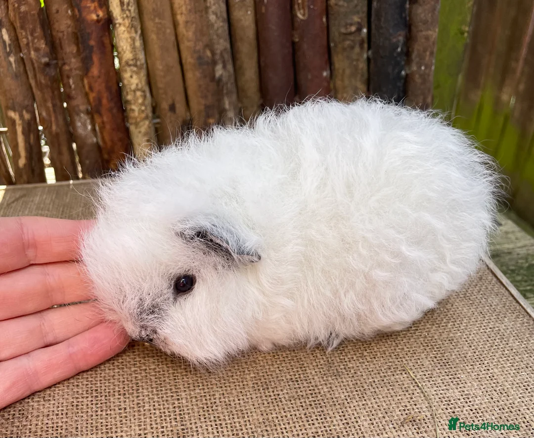 Guinea Pig rodents for sale: Swiss teddy babies - Advert 1