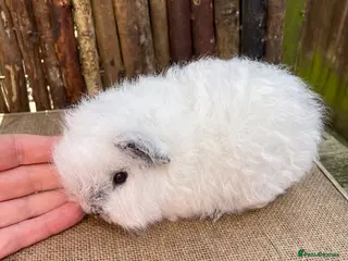 Guinea Pig rodents Swiss teddy babies - Advert 7