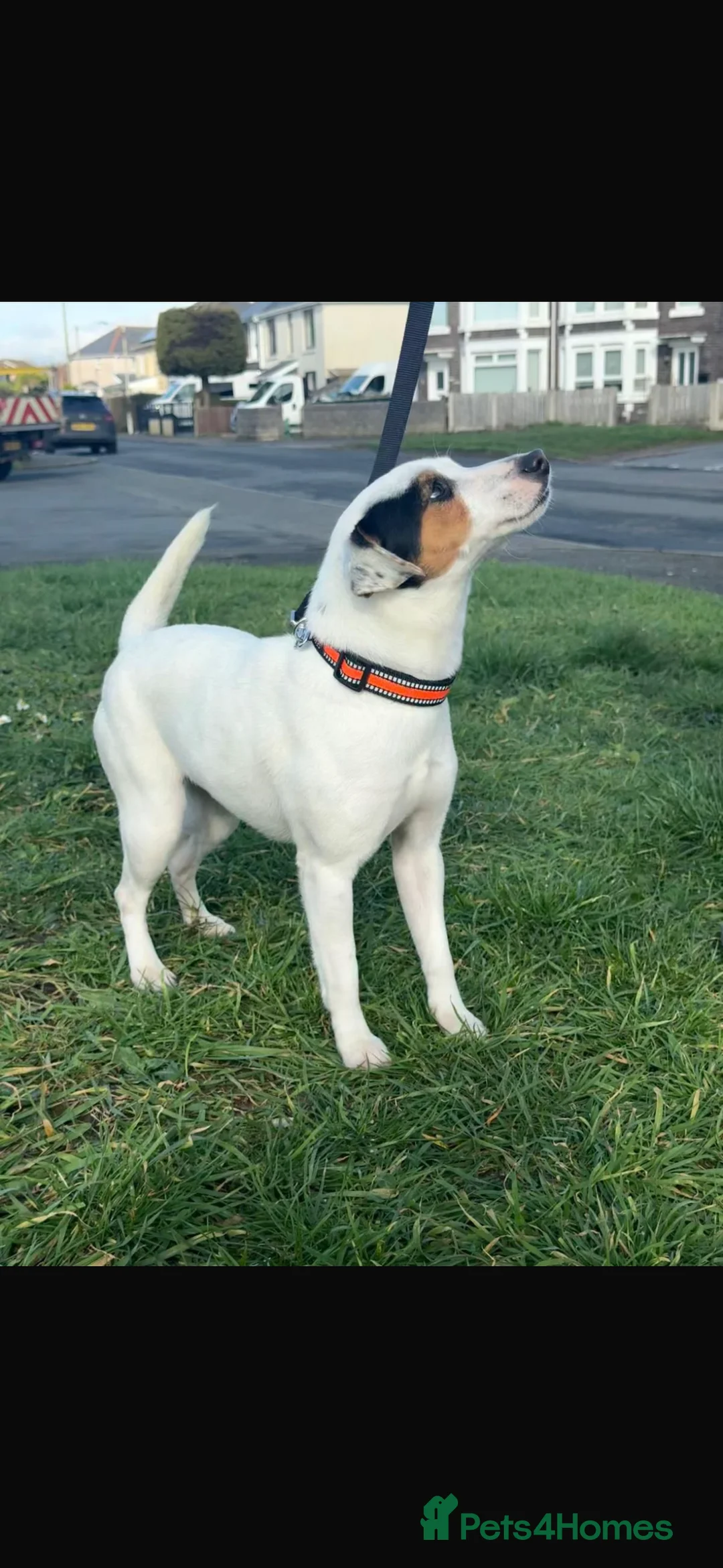 Jack Russell dogs for sale: 18 month old female jack Russell - Advert 6