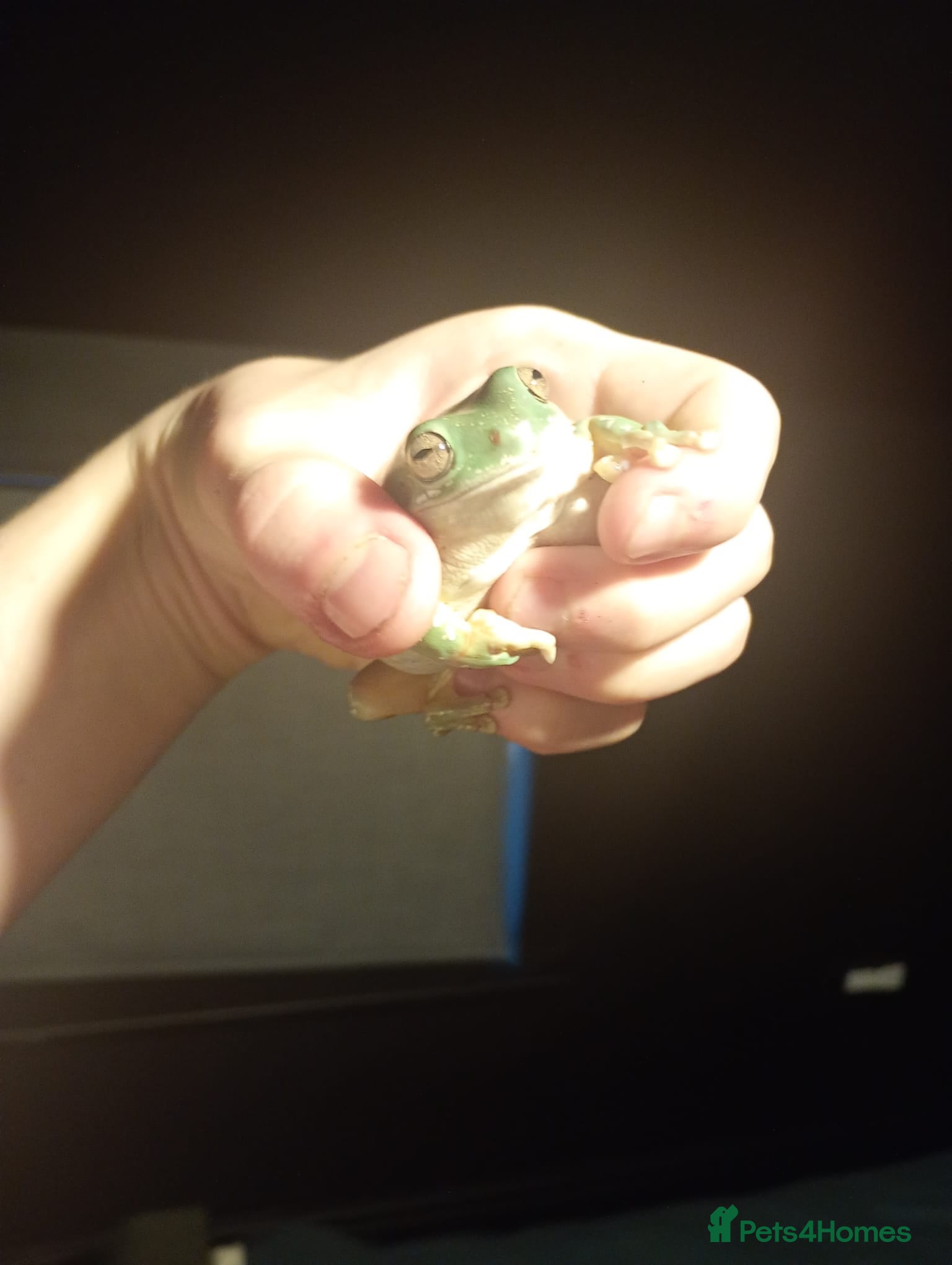 Frog reptiles Whites tree frogs - Advert 1