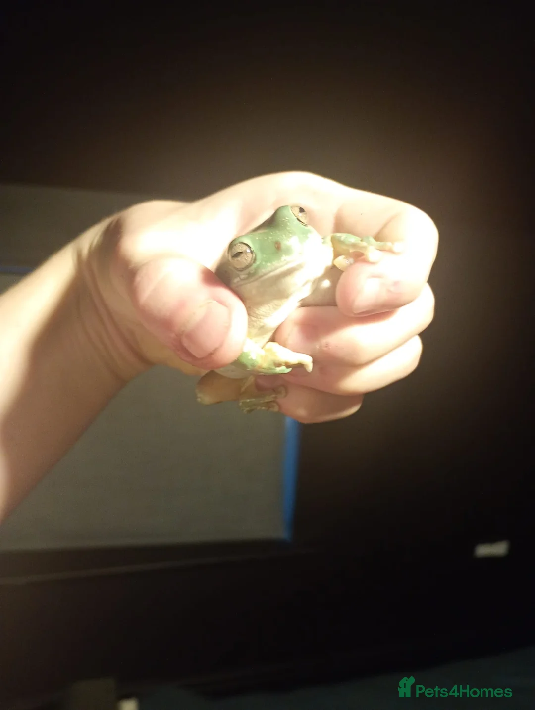 Frog reptiles for sale: Whites tree frogs in Grimsby - Advert 1