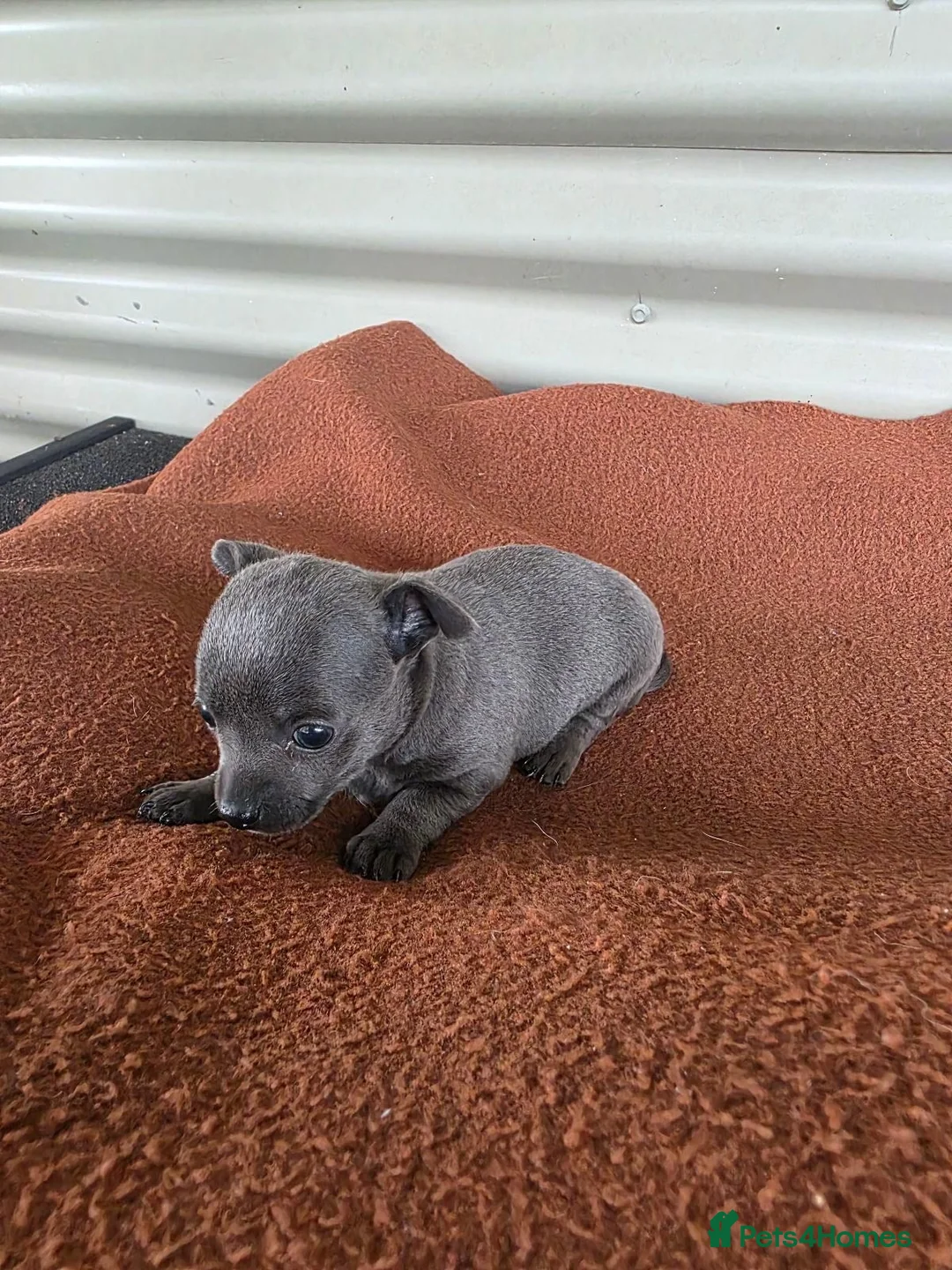 Chihuahua dogs for sale: Blue boys/cream girls Chihuahua puppies for sale in Bristol - Advert 4