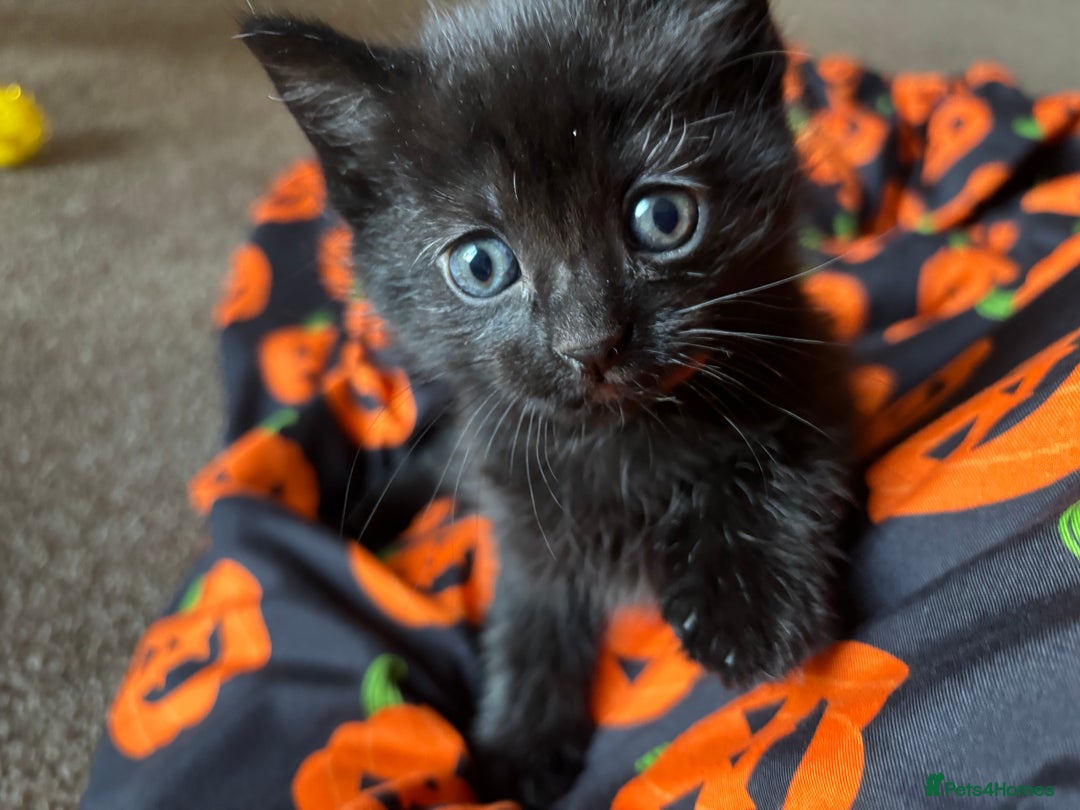 Mixed Breed cats for sale: Beautiful playful kittens  - Image 6