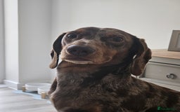 Dachshund dogs for stud: Standard Dapple Dachshund Stud - Image 4