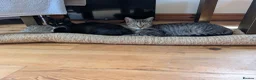 Mixed Breed cats for sale: Lovely variety pack of kittens  in Penzance - Advert 10