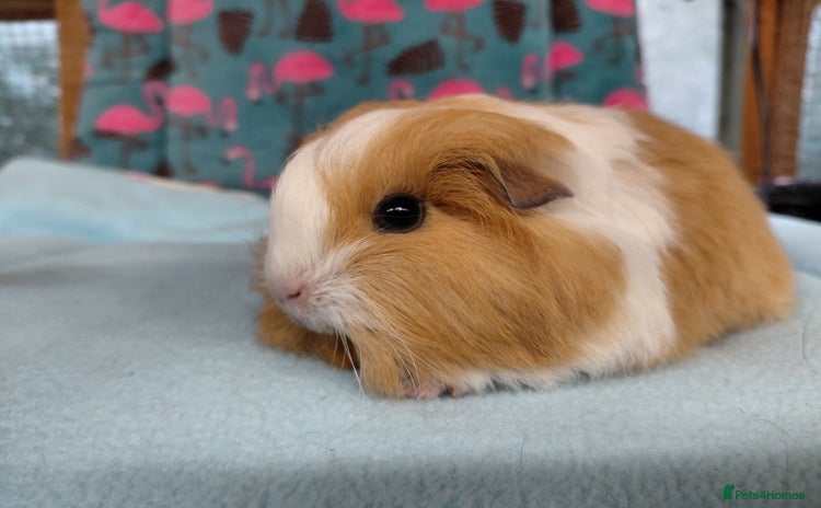 Guinea Pig rodents - Advert 10