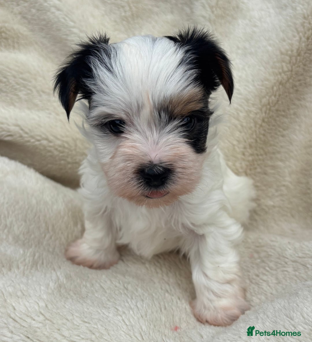 Biewer Terrier dogs for sale: Beautiful biewer terrier puppies 🩷 - Image 10