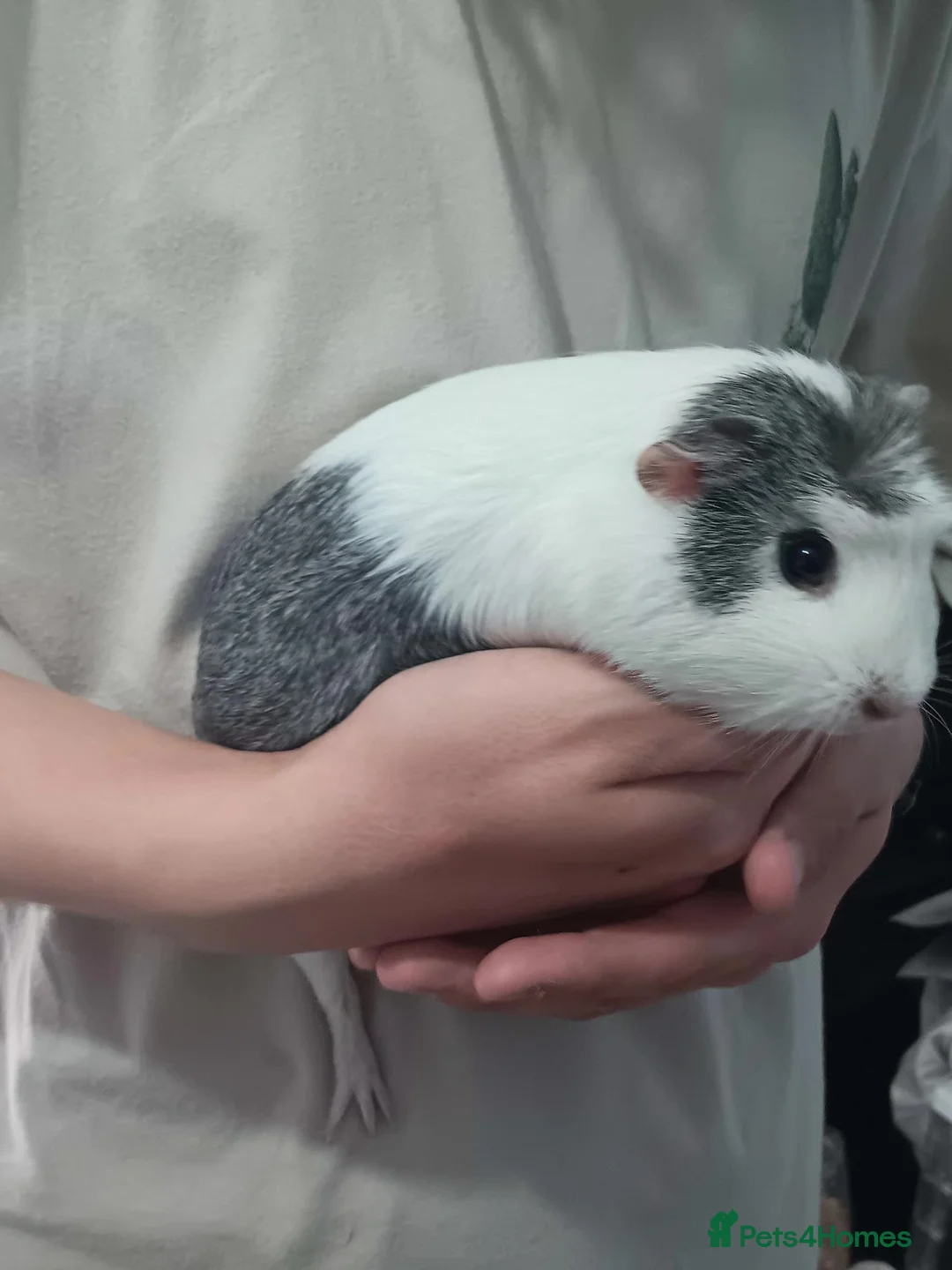 Guinea Pig rodents for sale: 2 Female Guinea Pigs – Must Stay Together in London - Advert 8