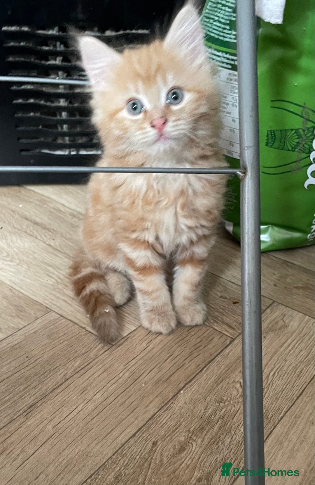 Mixed Breed cats for sale: 5 playful kittens looking for their forever homes  - Image 8