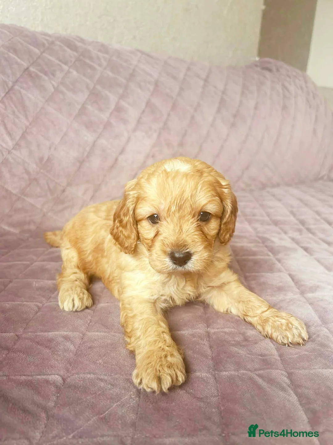 Cavapoo dogs for sale: TOY CAVAPOO PUPPIES mini - Advert 2