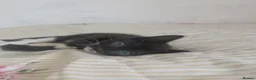 Mixed Breed cats for sale: Tuxedo/Tabby kittens 8 weeks old - Advert 16