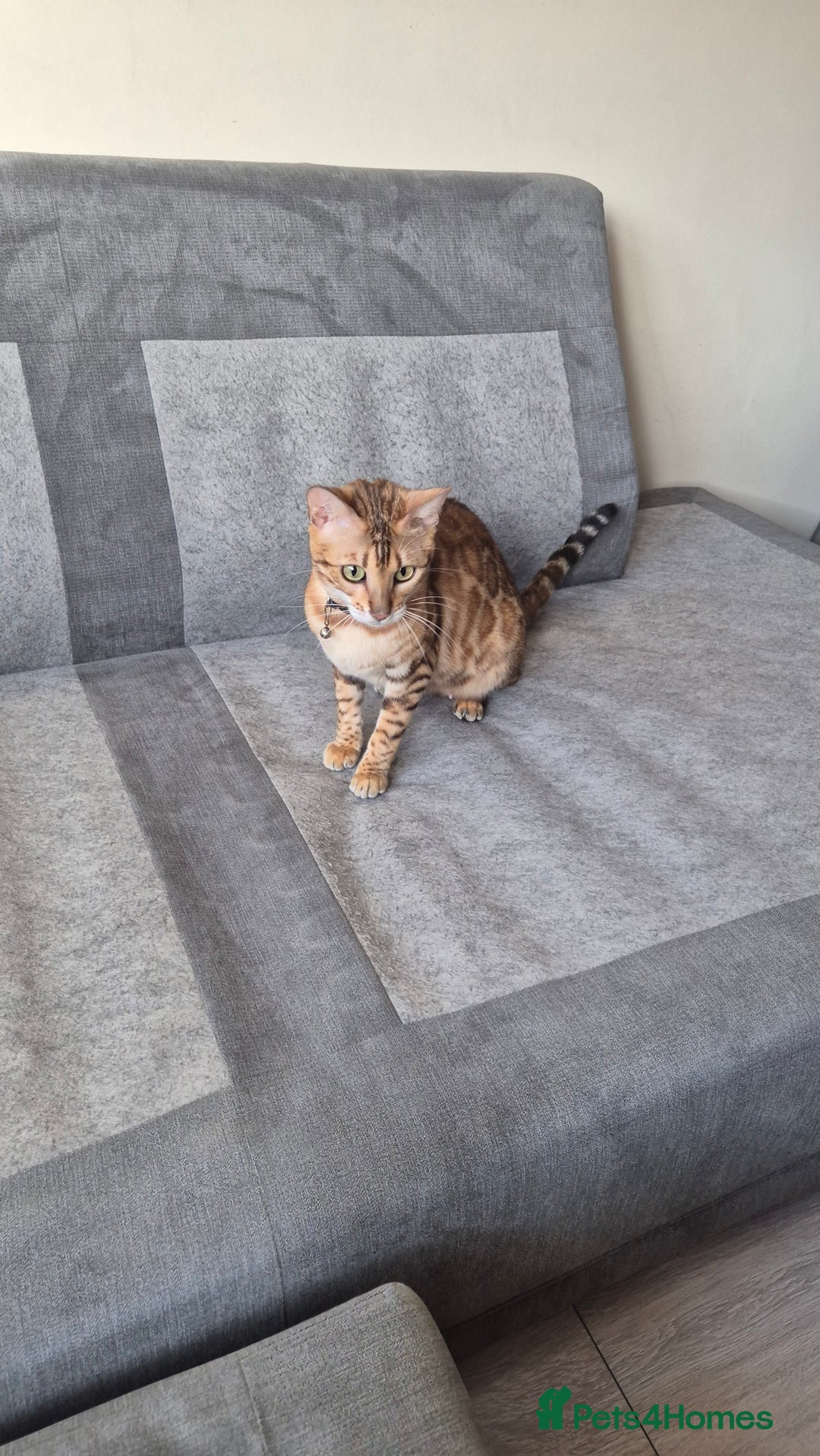 Bengal cats for sale: Beautiful bengal kittens... - Advert 3