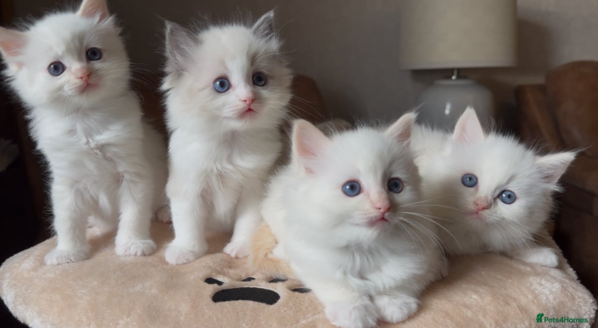 Ragdoll cats Stunning Ragdoll kittens Flame & Bicolour  - Advert 2