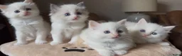 Ragdoll cats for sale: Stunning Ragdoll kittens Flame & Bicolour  - Advert 2