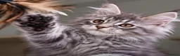 Maine Coon cats for sale: Maine coon  - Advert 11