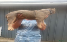 American Bully dogs for sale: Pocket bully  - Image 7