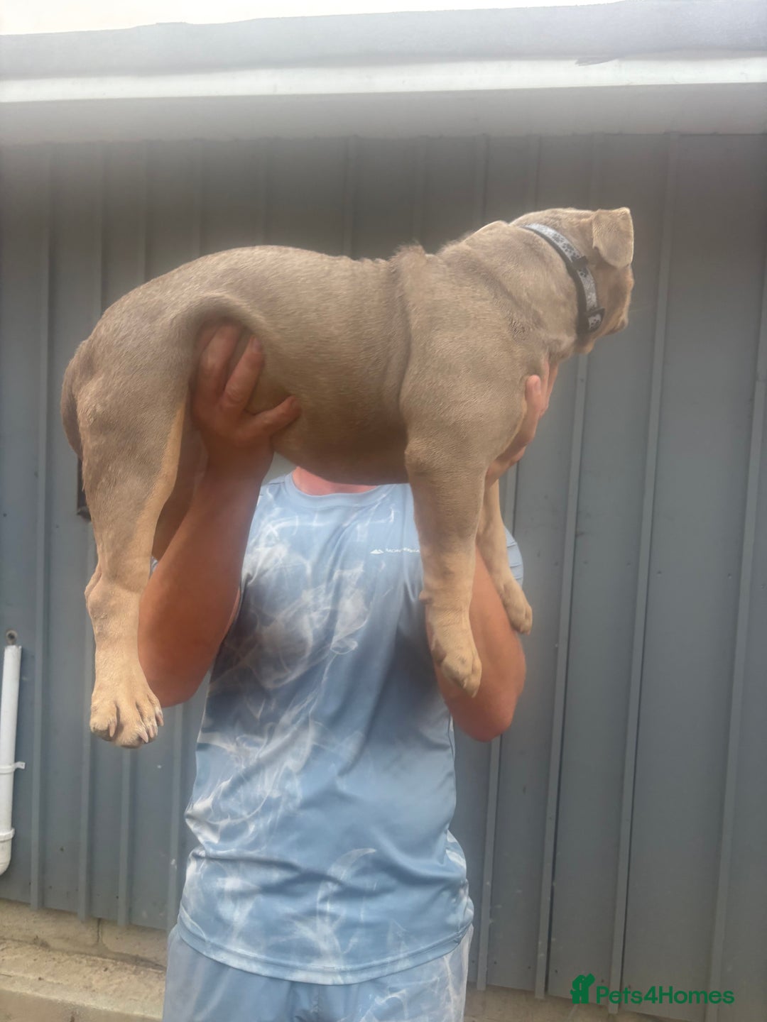 American Bully dogs for sale: Pocket bully  - Image 7