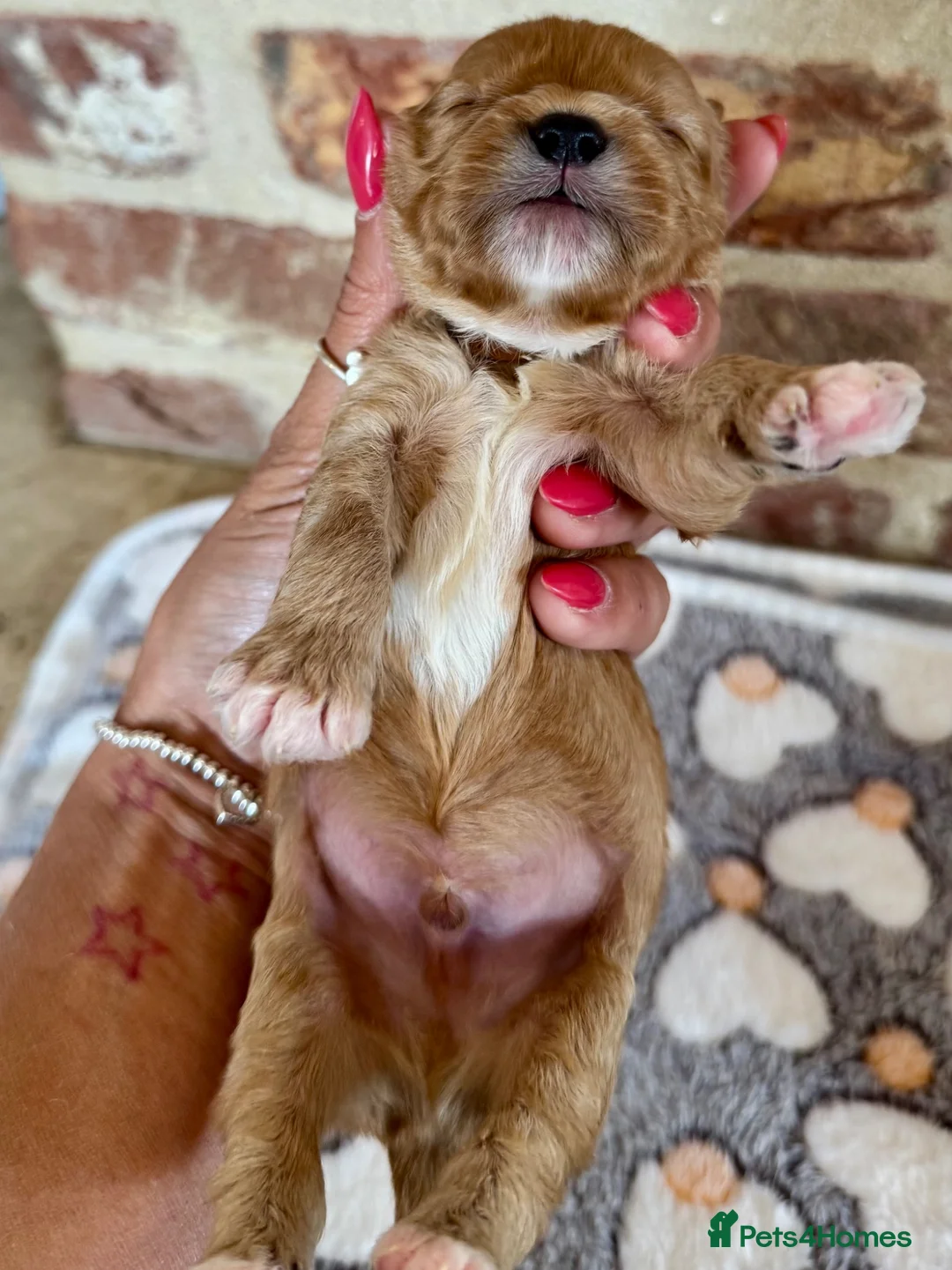 Cavapoo dogs for sale: F1 cavapoos  - Advert 24