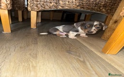 Mixed Breed dogs for sale: Jack Russel/miniature Datchound - Image 10