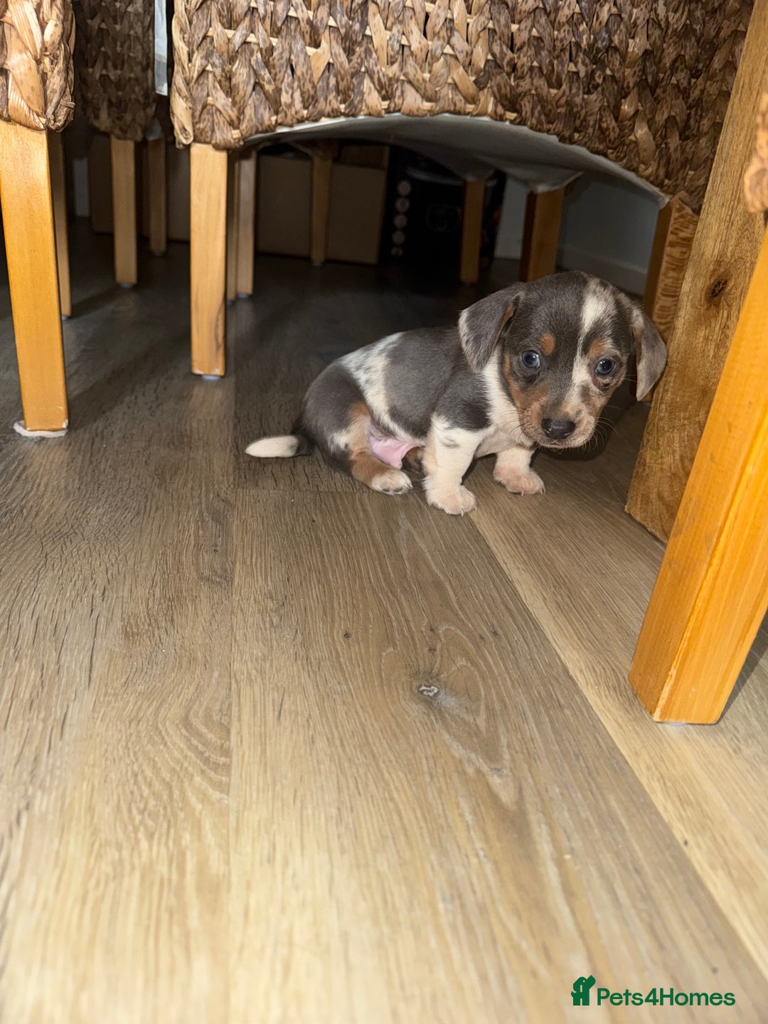 Mixed Breed dogs for sale: Jack Russel/miniature Datchound - Image 10