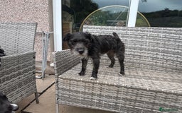 Patterdale Terrier dogs for sale: Patterdale puppy - Image 2
