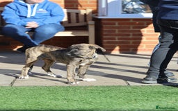 Mixed Breed dogs for adoption: Rosemary - Sweet & Calm - Image 4