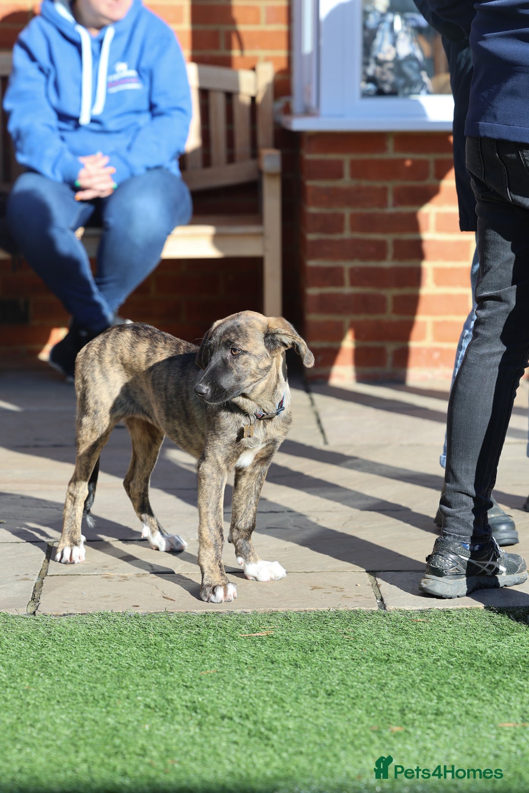 Mixed Breed dogs for adoption: Rosemary - Sweet & Calm - Image 4