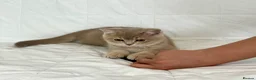 British Shorthair cats for sale: 🐾Purebred BSH Kittens🐾  in London - Advert 21