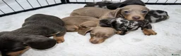 Dachshund dogs for sale: Dachshund Puppies  in Guildford - Advert 14