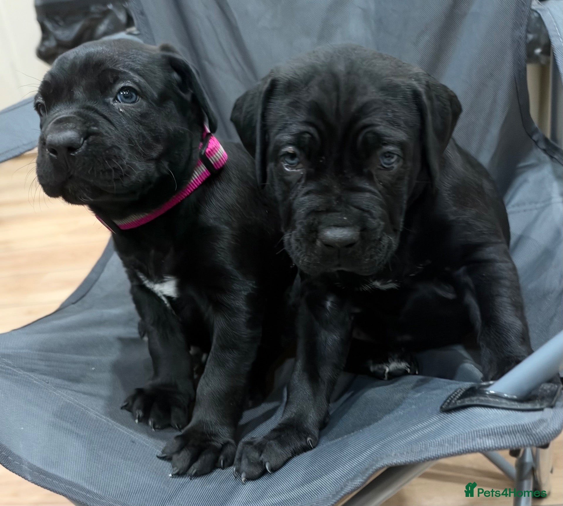 Cane Corso dogs for sale: CANE CORSO CHAMPION BLOODLINE PEDIGREE PUPPIES  - Advert 1