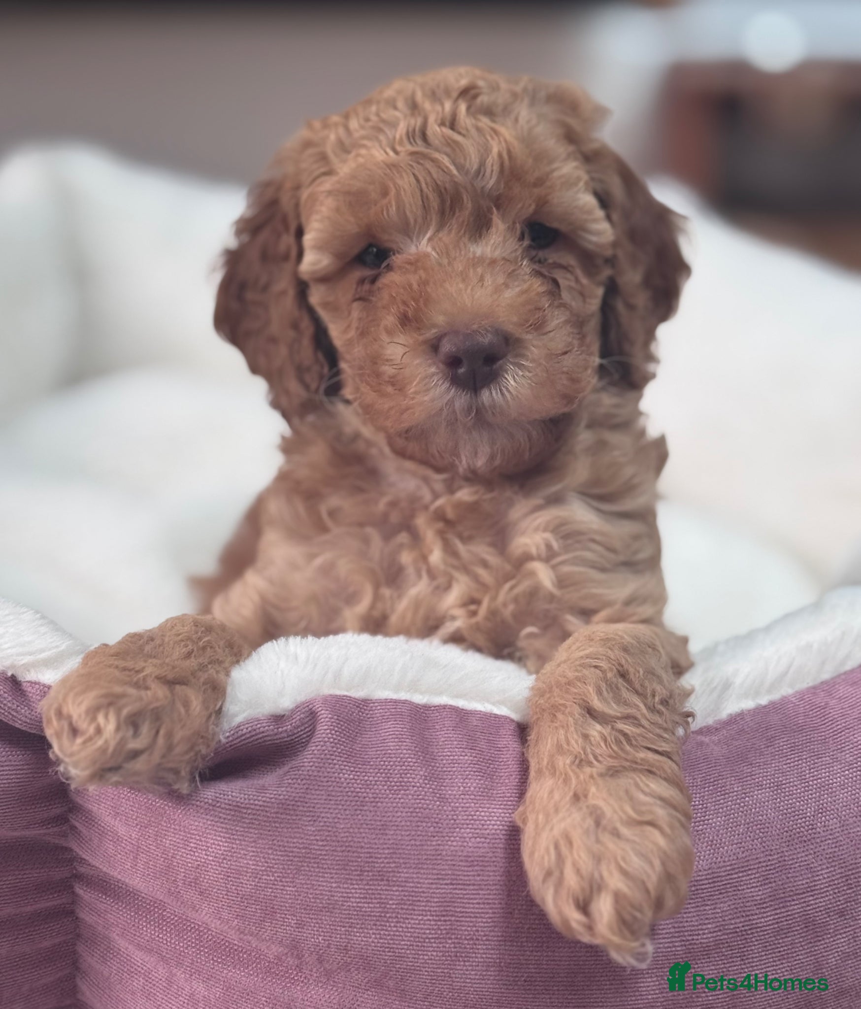 Miniature Poodle dogs Mini Poodle Puppies-KC Registered-Red-Beige  - Advert 2