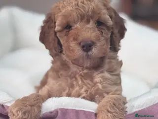 Miniature Poodle dogs Mini Poodle Puppies-KC Registered-Red-Beige - Advert 2