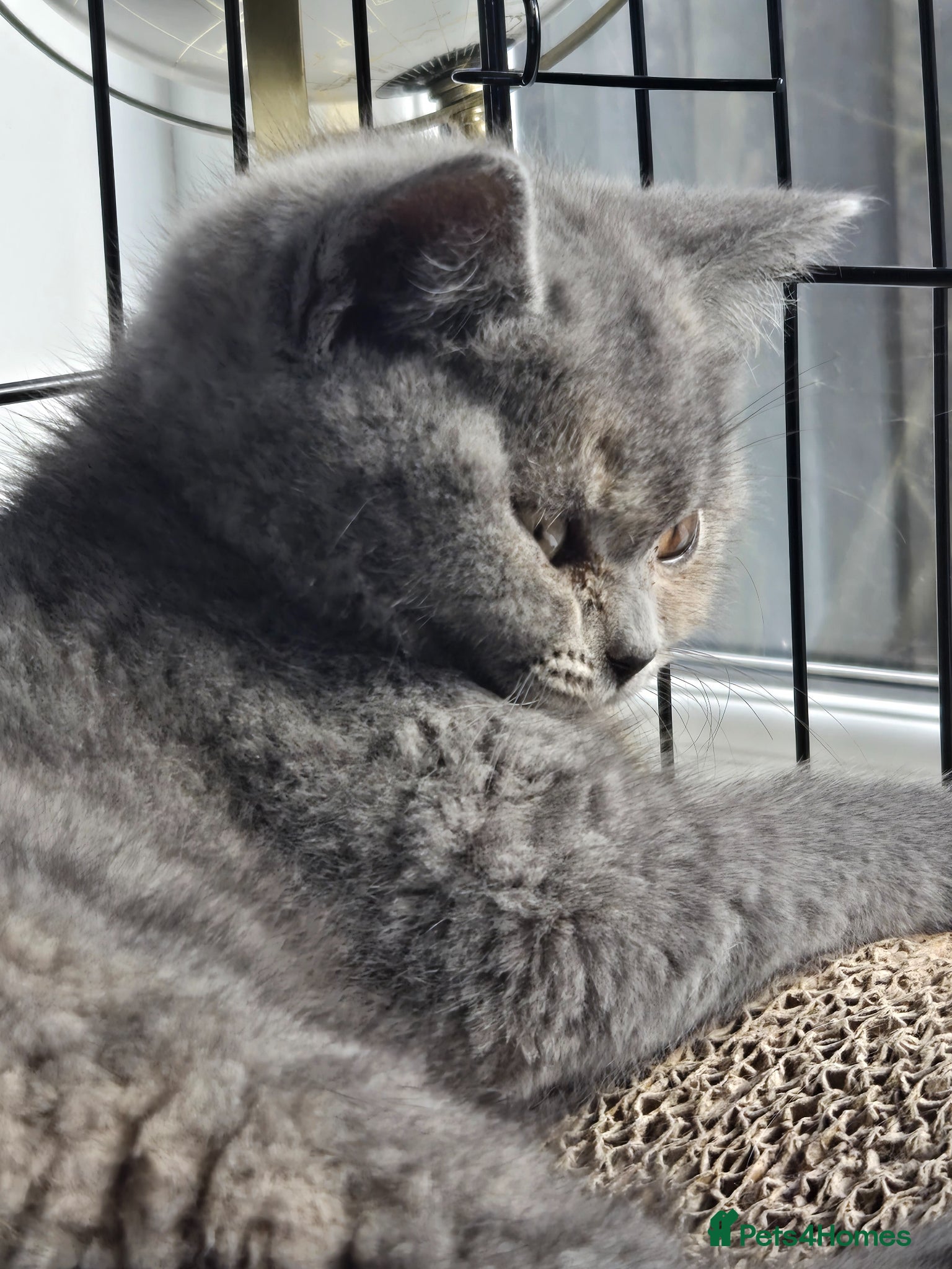 British Shorthair cats ❤️Beautiful Blue-Tortie girl❤️ - Advert 9