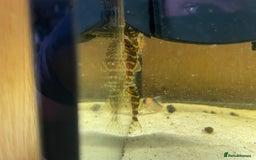 Plecos fish for sale: L134 leopard frog pleco juveniles - Image 10