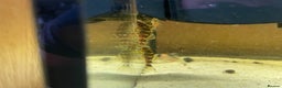 Plecos fish for sale: L134 leopard frog pleco juveniles - Advert 14