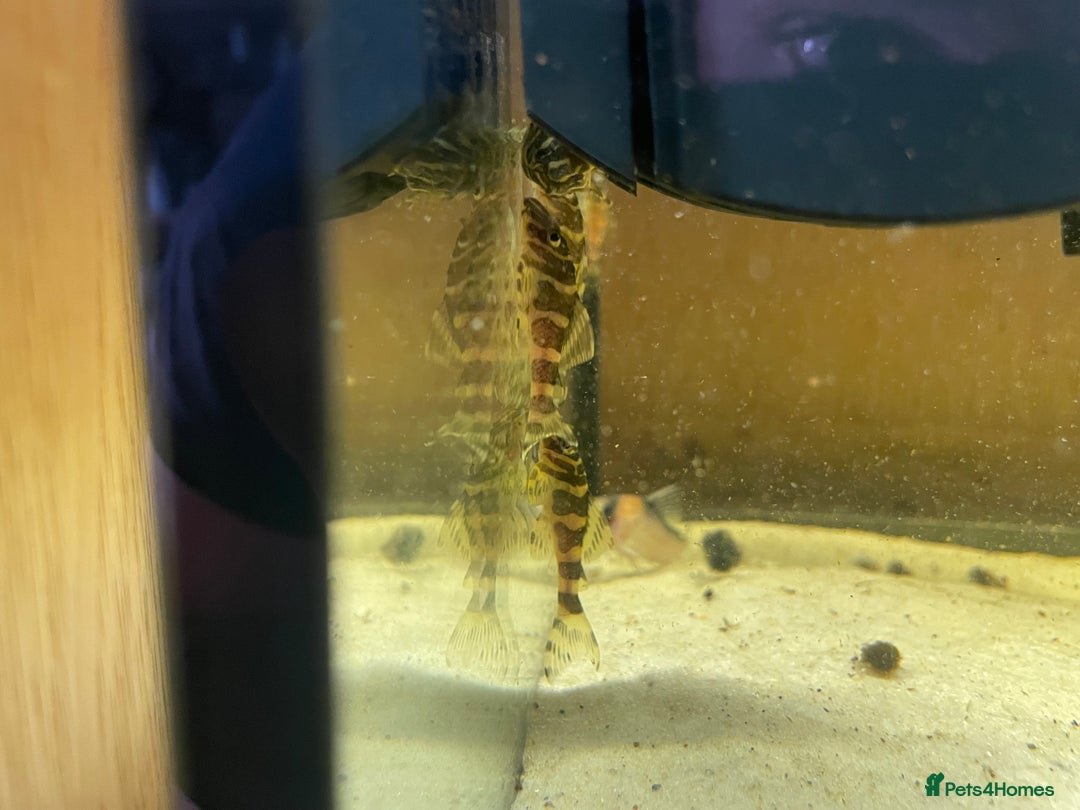 Plecos fish for sale: L134 leopard frog pleco juveniles - Image 10