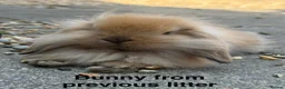 Mini Lop rabbits for sale: Mini Lion Lop Bunnies - Advert 19