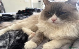 Ragdoll cats for sale: Active GCCF Blue Bicolor Ragdoll Male 🐾💙 in Taunton - Image 3