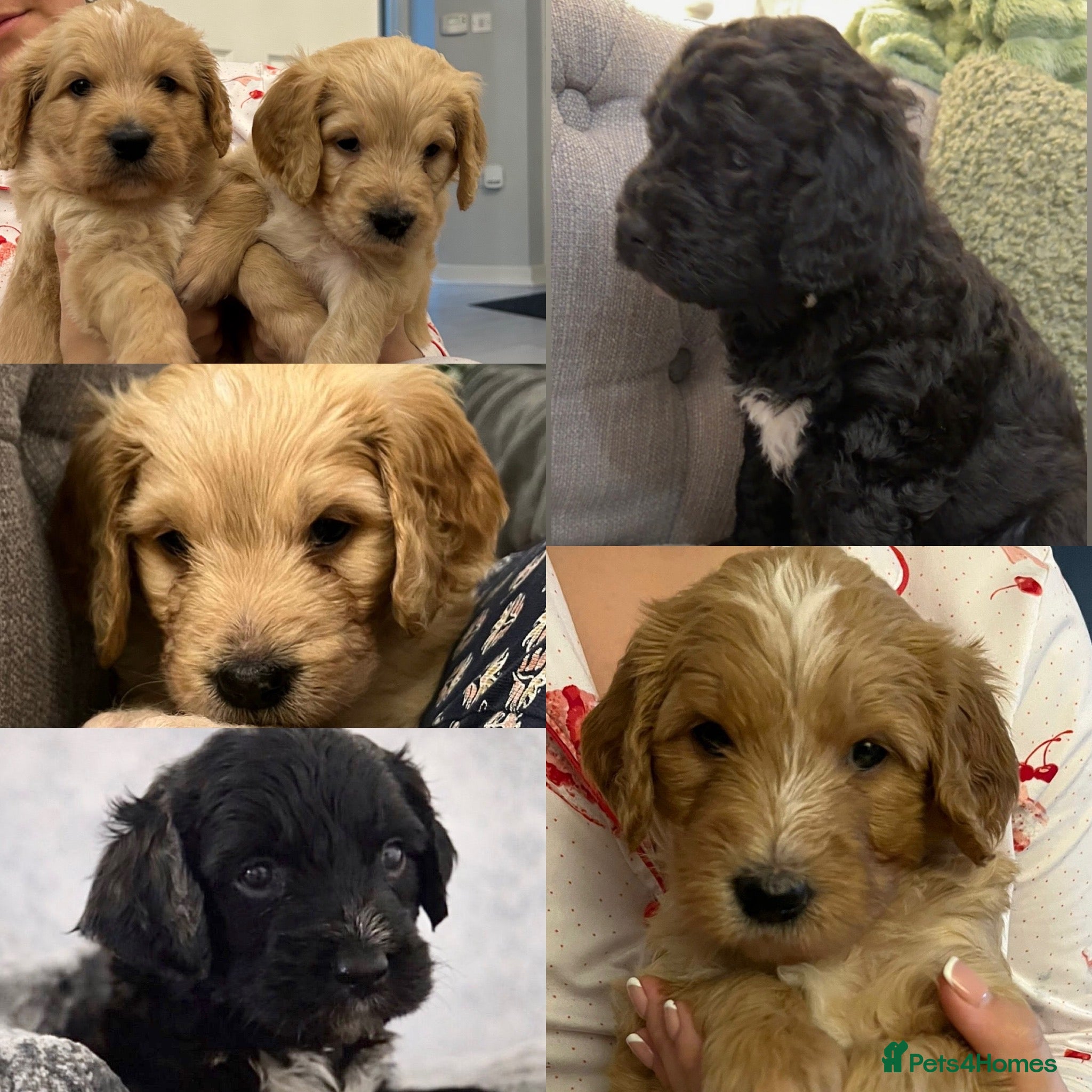 Mixed Breed dogs Stunning litter of Golden Bernadoodles READY 7 FEB - Advert 16