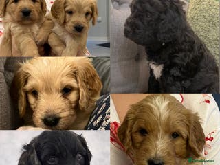 Mixed Breed dogs Stunning litter of Golden Bernadoodles READY 7 FEB - Advert 2