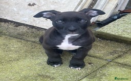 Mixed Breed dogs for sale: Staffy cross puppy - Image 3